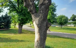 обработват стършели ранна утрин