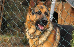 асеновград стартира кампания кастрация домашни кучета