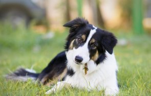 петте трудни отглеждане породи кучета