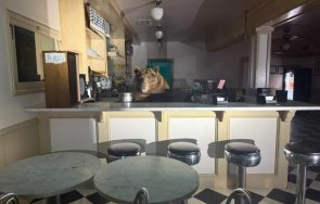 мечка търсеща нещо сладко озова магазин сладолед снимки