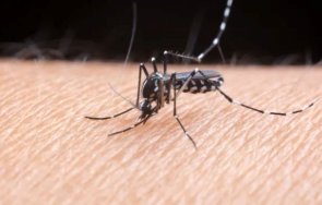 седмица 200 случаи вируса чикунгуня китай