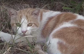 бургас издирват мъж прострелял десетки котки гларуси