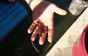 необичайно явление скариди появиха река дунав