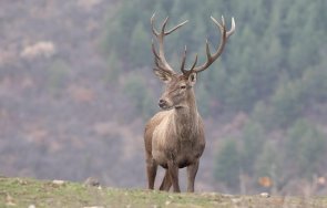 шофьор блъсна елен кърджалийско избяга