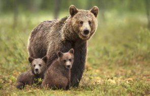 мечка мечета слезе водопада сучурум карлово