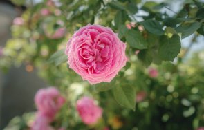 държавна лаборатория българска роза пазител годишна традиция