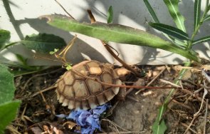 откраднаха бебета костенурки спасителен център