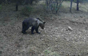 абсурд севлиевско властите отчитат мечки горските броят 170