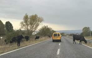 стадо крави изскочи пътя гурково мерцедес натресе