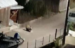 заснеха мечка разхожда улиците доспат