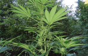 задържаха двама мъже докато грижат конопени растения снимки