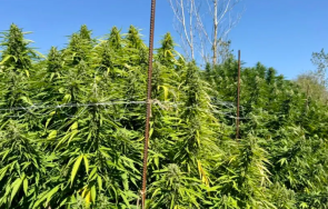 наркоплантация гора канабис откри гдбоп плевен снимки