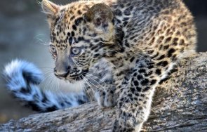леопардчето вики новата звезда зоопарка варна