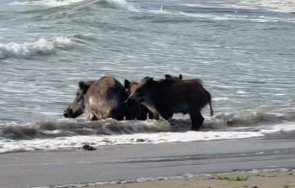 диви прасета разхождат плажа варна