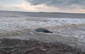 ужасът продължава спасител удави бурното море влас видео