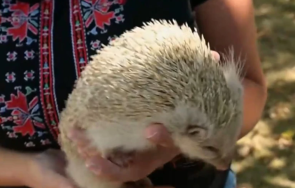 находка откриха таралеж албинос лакатник