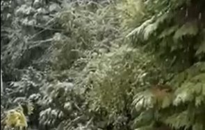 първи сняг падна софия снимка видео