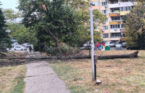 русе коментират дърво стовари алея изкоренено бурята