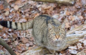 куриозен случай натопиха хора завъждат диви котки монтанско пратиха еколози