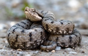 пепелянка умря ухапа пиян мъж хърватия