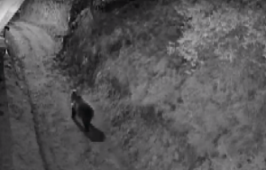 мечки нападат домашни животни смолянско хората живеят постоянен страх