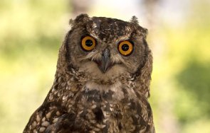 бурята ейми отнесе бухал нефтена платформа