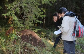 експерти започват седмично наблюдение кафявата мечка