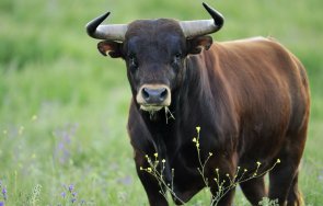 възрастен мъж загина нападение бик село ракитница