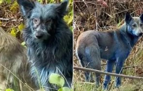 мистериозни сини кучета появиха чернобил