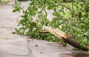 паднало дърво пътя разград търговище предизвика катастрофа