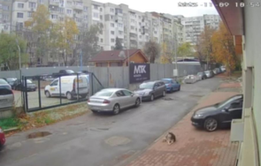 жестокост хирург прегази куче столичния квартал разсадника