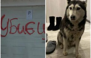 костадин ангелов прегазеното куче инцидент умишлена жестокост садистично поведение