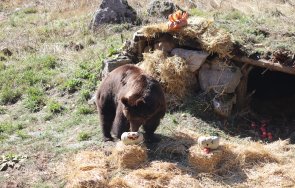 мечките белица стягат големия зимен сън
