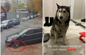 ужасяващи кадри доктор гази куче вма без мигне окото видео