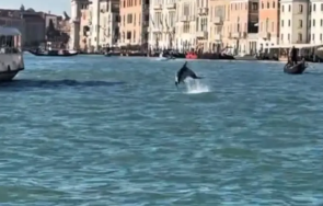 цяла италия гледа венеция делфинът мимо върза фльонга властите