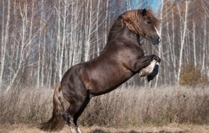 Рецидивист задигна „български тежковоз“ за 10 000 лв.