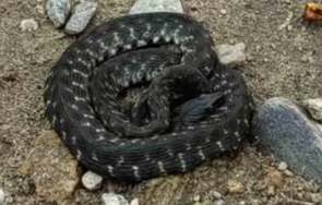 черна усойница изпълзя алея парка свети врач сандански