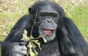 интелигентните животни планетата