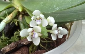 красота рядка орхидея цъфна ботаническата градина бан