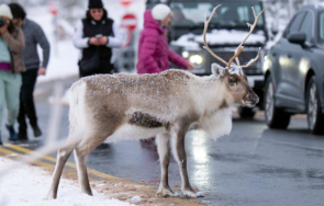 елен беглец предизвика мащабна издирвателна операция великобритания
