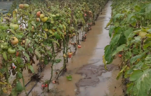 бедствие дъждовете отнесоха реколтата югозападна българия