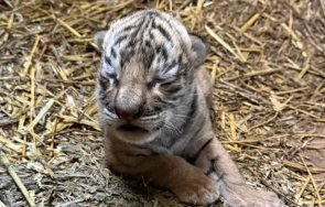 първи път бебе бенгалски тигър роди зоопарка стара загора