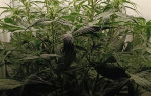 полицаи натъкнаха два кашона марихуана апартамент казанлък