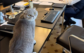 котаракът максимус белгийския премиер засенчва слава котарака британските премиери