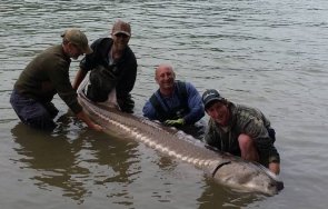 рибари уловиха гигантска есетра морето бяла