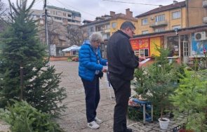 солени глоби незаконни елхи кюстендилско