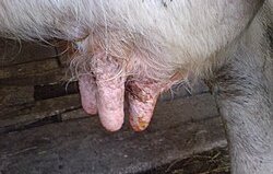 експерти обследват епидемията шап северен кипър