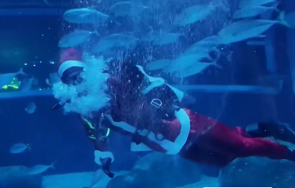 дядо коледа гмурна аквариума рио жанейро видео