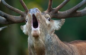 елен предизвика катастрофа тополовградски села