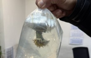 живи корали задържаха митничарите капитан андреево снимки